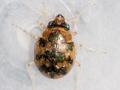 Omophron limbatum
